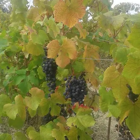 Il Giramondo Oda ve Kahvaltı *